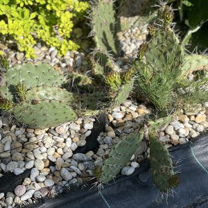 Opuncia - Opuntia Phaeacantha, výška: 5-10 cm, kont. P9 (-30°C)