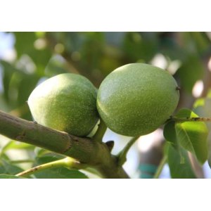 Orech kráľovský (Juglans Regia) ´CHANDLER´ výška: 150-180 cm, kont. C9L
