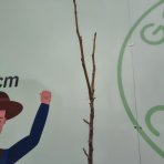 Orech kráľovský (Juglans Regia) ´CHANDLER´ - výška 180-220 cm, kont. C10L