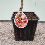 Orech kráľovský (Juglans Regia) ´CHANDLER´ - výška 180-220 cm, kont. C10L