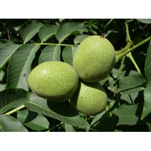 Orech kráľovský (Juglans Regia) ´CHANDLER´ - výška 180-220 cm, kont. C10L