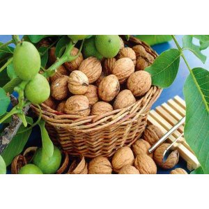 Orech kráľovský (Juglans Regia) ´FRANQUETTE´ - výška 170-200 cm, obvod kmeňa 12/14 cm, kont. C35L
