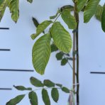 Orech kráľovský (Juglans Regia) ´LARA´ - výška 130-160 cm, kont. C10L