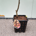 Orech kráľovský (Juglans Regia) ´LARA´ - výška 130-160 cm, kont. C10L