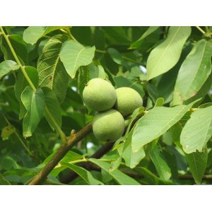 Orech kráľovský (Juglans Regia) ´LARA´ - výška 130-160 cm, kont. C10L
