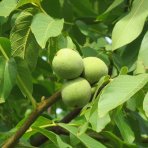 Orech kráľovský (Juglans Regia) ´LARA´ - výška 130-160 cm, kont. C10L