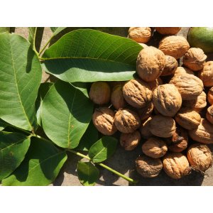 Orech kráľovský (Juglans Regia) ´FRANQUETTE´ - výška 300-350 cm, obvod kmeňa 10/12 cm, kont. C30L