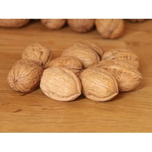 Orech kráľovský (Juglans Regia) ´JUPITER´- výška 100-130 cm, voľnokorenný