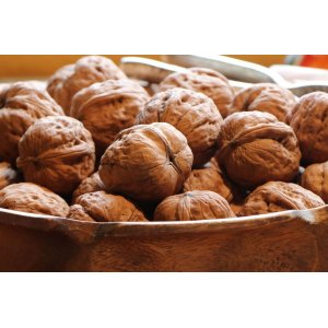 Orech kráľovský (Juglans Regia) ´MARS´ - výška 100-130 cm, voľnokorenný