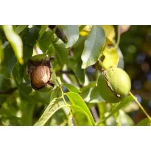 Orech kráľovský (Juglans Regia) ´SATURN´ - výška 90-110 cm, kont. C6L