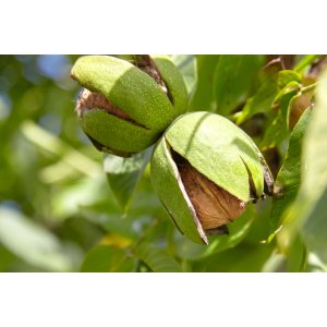 Orech kráľovský (Juglans Regia) ´SYCHROV´ - výška 100-120 cm, kont. C6L