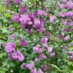Orgován obyčajný (Syringa vulgaris) ´PRINCE WOLKONSKY´ - výška 20-30 cm, kont C2L
