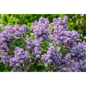 Orgován obyčajný (Syringa vulgaris) ´AMETHYST´ - výška 30-50 cm, kont. C3L