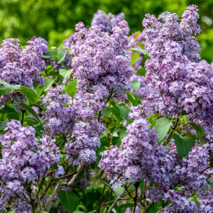 Orgován obyčajný (Syringa vulgaris) ´AMETHYST´ - výška 30-50 cm, kont. C3L
