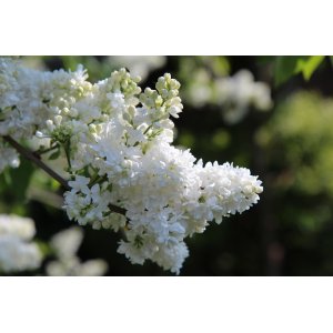 Orgován obyčajný (Syringa vulgaris) ´LEBIODUSZKA´ - výška 20-30 cm, kont. C2L