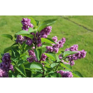 Orgován obyčajný (Syringa vulgaris) ´PRINCE WOLKONSKY´ - výška 40-60 cm, kont C2L