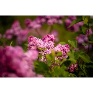 Orgován meyerov (Syringa meyeri) ´RED PIXIE´ - výška 70-100 cm, kont. C3L