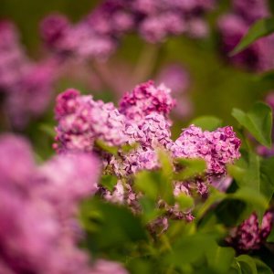 Orgován meyerov (Syringa meyeri) ´RED PIXIE´ - výška 70-100 cm, kont. C3L