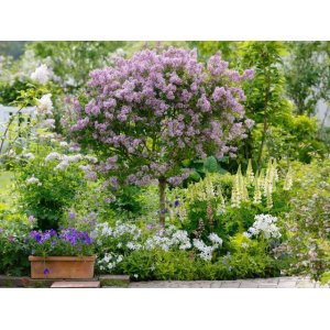 Orgován meyerov (Syringa meyeri) ´PALIBIN´ - výška 110-130 cm, kont. C4/5L - NA KMIENKU