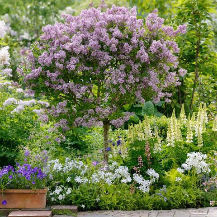 Orgován meyerov (Syringa meyeri) ´PALIBIN´ - výška 110-130 cm, kont. C4/5L - NA KMIENKU