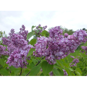 Orgován obyčajný (Syringa vulgaris) ´VICTOR LEMOINE´ - výška 30-50 cm, kont. C3L