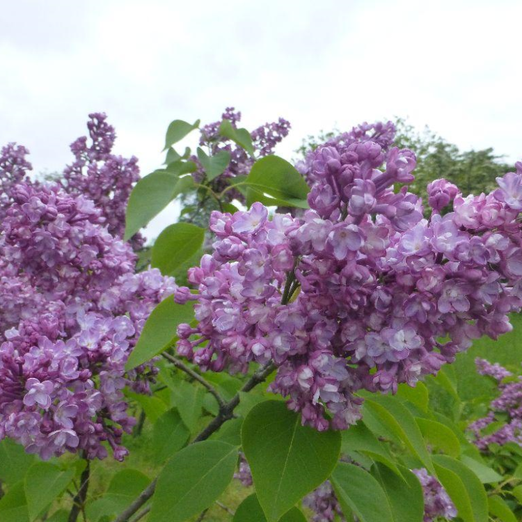 Orgován obyčajný (Syringa vulgaris) ´VICTOR LEMOINE´ - výška 30-50 cm, kont. C3L