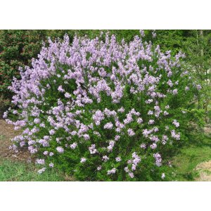Orgován zamatový (Syringa patula) 'MISS KIM' - výška 30-50 cm, kont. C4L 
