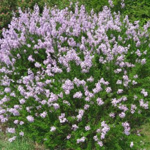 Orgován zamatový (Syringa patula) 'MISS KIM' - výška 40-60 cm, kont. C4L 