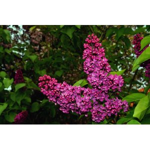 Orgován obyčajný (Syringa vulgaris) ´ZNAMYA LENINA´ - výška 20-30 cm, kont. C4L