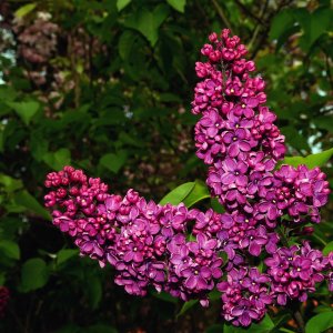 Orgován obyčajný (Syringa vulgaris) ´ZNAMYA LENINA´ - výška 30-50 cm, kont. C2L