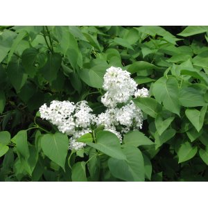 Orgován obyčajný (Syringa vulgaris) ´MADAME LEMOINE´ - výška 40-60 cm, kont. C2L