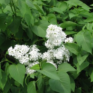 Orgován obyčajný (Syringa vulgaris) ´MADAME LEMOINE´ - výška 40-60 cm, kont. C2L