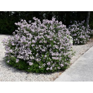 Orgován meyerov (Syringa meyeri) ´PALIBIN´ - výška 30-50 cm, kont. C2L