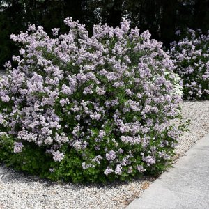 Orgován meyerov (Syringa meyeri) ´PALIBIN´ - výška 30-50 cm, kont. C2L