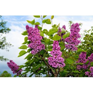 Orgován obyčajný (Syringa vulgaris) ´MICHEL BUCHNER´ - výška 70-100 cm, kont. C2L