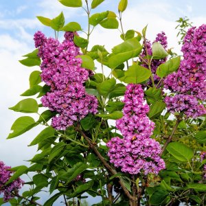 Orgován obyčajný (Syringa vulgaris) ´MICHEL BUCHNER´ - výška 40-60 cm, kont. C2L