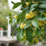 Osmant voňavý (Osmanthus fragrans) - výška 70-90 cm, kont.C10L