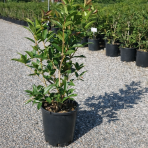 Osmant voňavý (Osmanthus fragrans) - výška 70-90 cm, kont.C10L