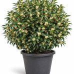 Osmant voňavý (Osmanthus fragrans) - výška 70-90 cm, kont. C10L