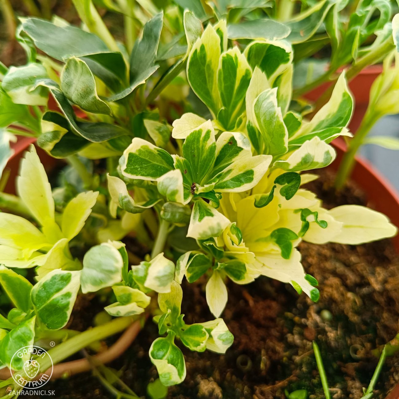 Obrázok Pachysandra vrcholová (Pachysandra Terminalis) ´VARIEGATA´ - kont. C2L