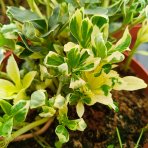 Pachysandra vrcholová (Pachysandra Terminalis) ´VARIEGATA´ - kont. C2L