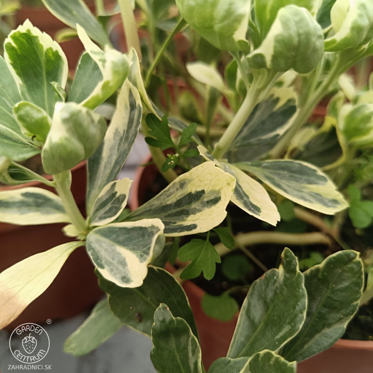 Obrázok Pachysandra vrcholová (Pachysandra Terminalis) ´VARIEGATA´ - kont. C2L