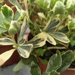 Pachysandra vrcholová (Pachysandra Terminalis) ´VARIEGATA´ - kont. C2L