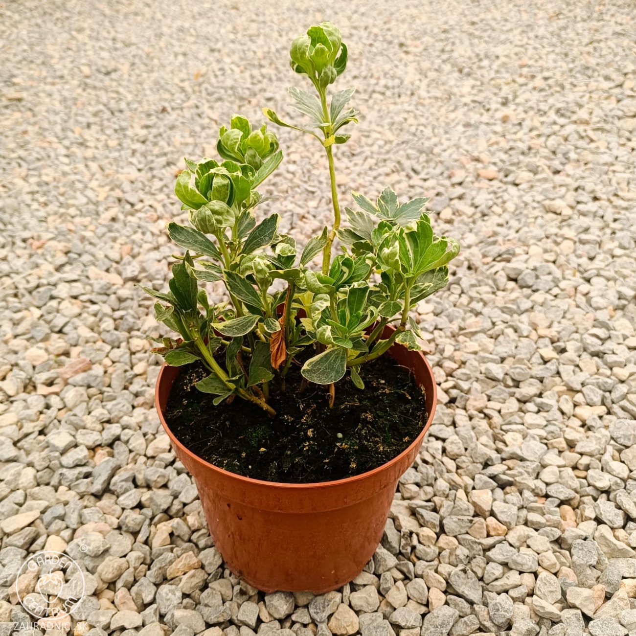 Obrázok Pachysandra vrcholová (Pachysandra Terminalis) ´VARIEGATA´ - kont. C2L