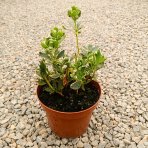 Pachysandra vrcholová (Pachysandra Terminalis) ´VARIEGATA´ - kont. C2L