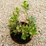 Pachysandra vrcholová (Pachysandra Terminalis) ´VARIEGATA´ - kont. C2L
