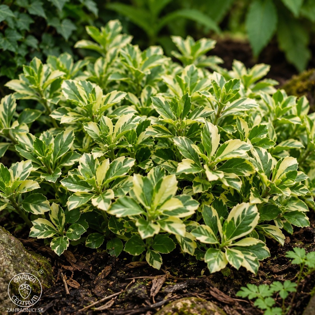 Obrázok Pachysandra vrcholová (Pachysandra Terminalis) ´VARIEGATA´ - kont. C2L