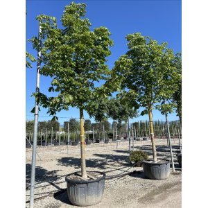 Pagaštan konský (Aesculus hippocastanum) ´BAUMANNI´ - výška 400+ cm, obvod kmeňa 35/40 cm, kont. C450L