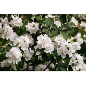 Pajazmín vencový (Philadelphus virginalis) ´BELLE ETOILE´ - výška 80-110 cm, kont. C4L