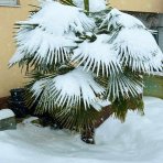 Palma konopná (Trachycarpus fortunei) - celková výška 140-160 cm, výška kmeňa 40-50 cm, kont. C25L (-17°C)